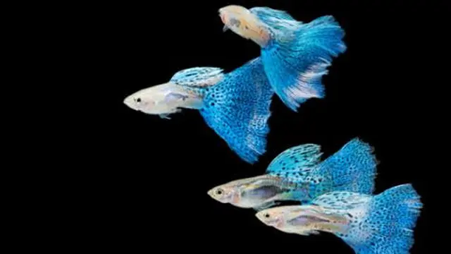 Ilustrasi ikan Guppy. merdeka.com/dok