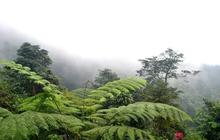 Kisah Naomi, Mendaki Gunung Slamet Tak Izin Orangtua hingga Hilang dan Ditemukan Selamat