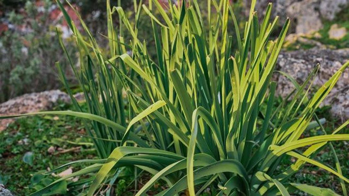 7 Tanaman Dapur Cepat Panen untuk Kebun Mini, Hemat Belanja Harian