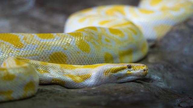 Ilustrasi foto ular piton (unsplash)