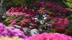 Para pengunjung berjalan di antara bunga-bunga azalea yang bermekaran di Kuil Nezu, Tokyo, pada hari musim semi yang sejuk, Senin, 15 April 2024. (AP Photo/Eugene Hoshiko)