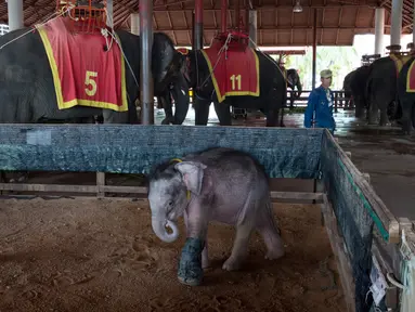 Anak gajah berumur enam bulan yang bernama Clear Sky berjalan di dalam kandangnya di taman wisata Nong Nooch Tropical Garden di Pattaya, Thailand (1/5). Clear Sky harus menjalani hidroterapi karena salah satu kakinya tidak normal. (AFP/Roberto Schmidt)