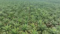 Petani Sumut Dihantui Pencurian Sawit