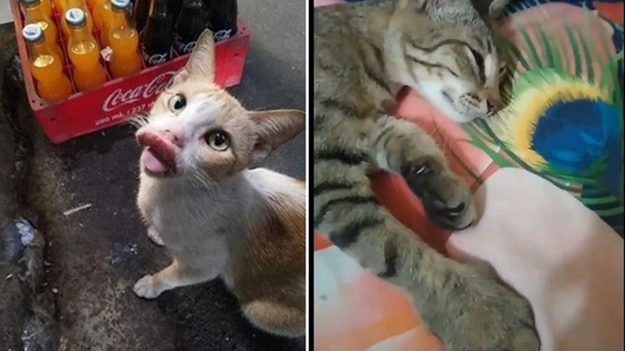 10 Potret Kucing Setelah Disengat Lebah Ini Bikin Kasihan