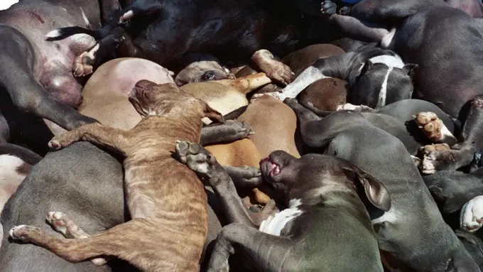 Karena Depresi 5 Hewan Ini Diduga Lakukan Aksi Bunuh Diri