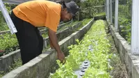 Ilham Ari Wibadi, petani organik asal Kabupaten Sigi tengah mengecek tanaman organiknya sebelum dipanen dan dipasarkan, Jumat (15/5/2020). (Foto: Liputan6.com/ Heri Susanto).