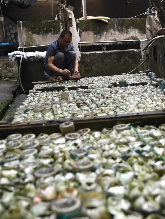 Tran Ngoc Thang memberi makan ikan cupang atau Siamese Fighting Fish yang dibesarkan di dalam botol plastik dan kaca di peternakan ikan hiasnya di Hanoi, Selasa (13/4/2021). Usaha pria 53 tahun tersebut menghasilkan 100 juta Vietnam Dong atau sekitar Rp 63,7 juta per tahun. (Nhac NGUYEN/AFP)