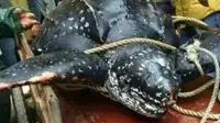 Brutal, Massa Bantai Kura-Kura Raksasa Langka 