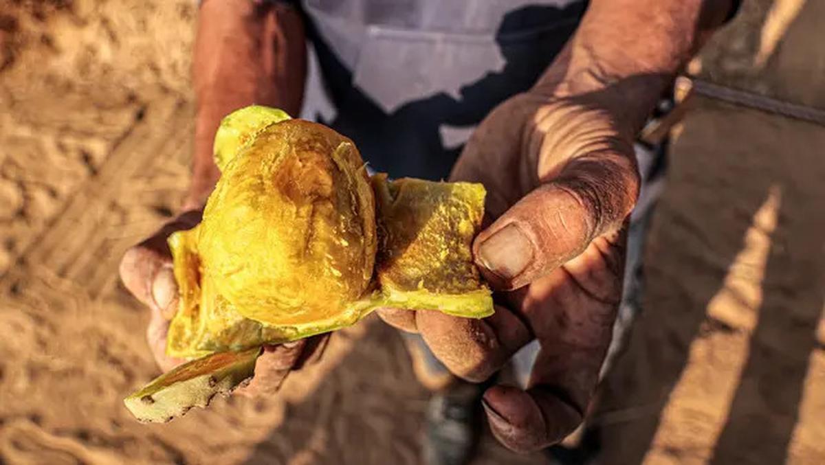 7 Khasiat Kaktus untuk Kesehatan yang Jarang Diketahui, Sumber Nutrisi dan Antioksidan Alami