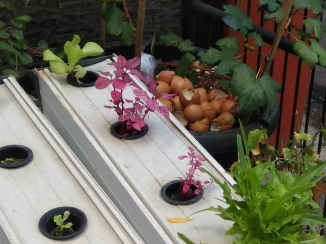 Mengintip Peluang Urban Farming Saat Pandemi Lifestyle Liputan6 Com