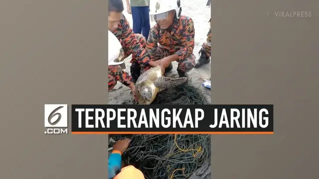 Seekor kura-kura tempayan ditemukan terperangkap jaring nelayan di Pantai Mersing, Johor, Malaysia. Penyelamatan pun dilakukan petugas untuk membebaskan kura-kura tersebut.