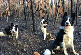 Tiga ekor anjing Border Collie pernah jadi penyelamat hutan Chile, intip kisah selengkapnya! (@summerbordercollie)