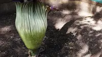 Bunga Bangkai (Amorphophallus Titanum) yang ada di kawasan Arboretum di Kementerian Lingkungan Hidup dan Kehutanan, Jakarta, Jumat (10/12/2021). Bunga bangkai yang dikirim dari Bengkulu tersebut merupakan jenis tumbuhan yang dilindungi. (Liputan6.com/Herman Zakharia)