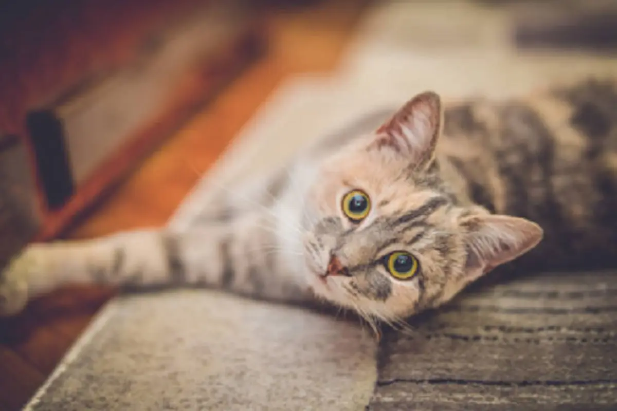Ilustrasi kucing (iStock)
