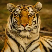 Ilustrasi Mimpi Harimau/Credit: unsplash.com/Blake