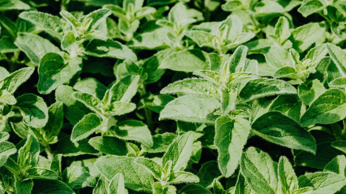 Cara Menanam Kemangi Sendiri di Rumah untuk Stok Bumbu Segar