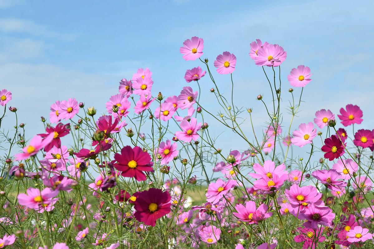 Cosmos