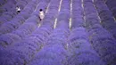 Dua wanita berjalan di ladang lavender di Sale San Giovanni, Cuneo, Italia, 29 Juni 2021. Bunga lavender bermekaran menyajikan pemandangan yang indah. (MARCO BERTORELLO/AFP)