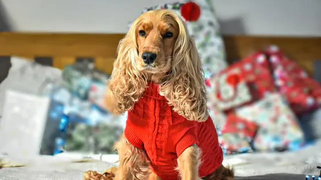 Punya Rambut Panjang Seperti Manusia, Anjing Ini Sering Dikira Pakai Wig