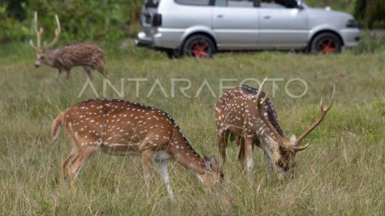 Rusa Tertabrak Tol Serpan di Lebak: Pengendara Selamat, Pengelola Prioritaskan Pengamanan Satwa