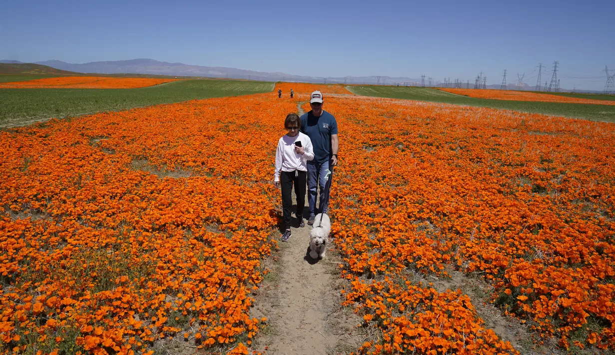 Ratusan hektar bunga poppy berwarna kuning dan oranye terang yang menakjubkan dan banyak pengunjung yang menjelajahi jalan setapak dan lereng bukit untuk mendapatkan foto yang sempurna. (AP Photo/Marcio Jose Sanchez)