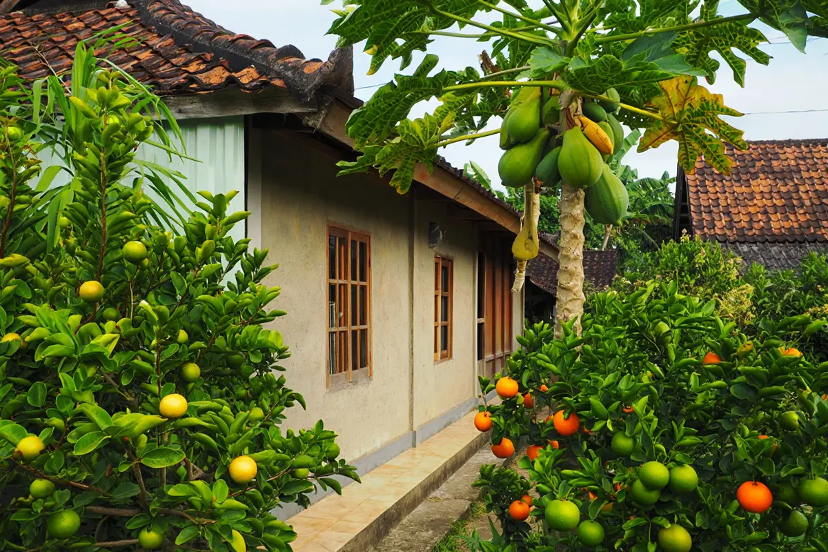 Tanaman Buah Mini untuk Rumah Kecil di Dalam Gang
