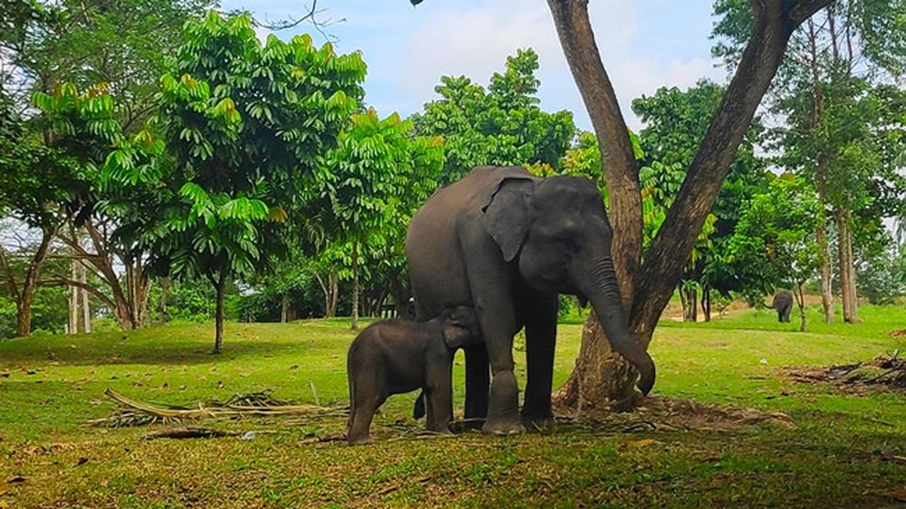 Pemerintah Terbitkan Inpres Penyelamatan Gajah Sumatera dan Kalimantan