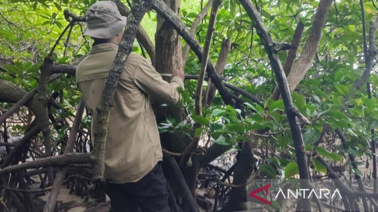 BRIN dan UGM Dorong Perlindungan Mangrove Langka Teluk Balikpapan