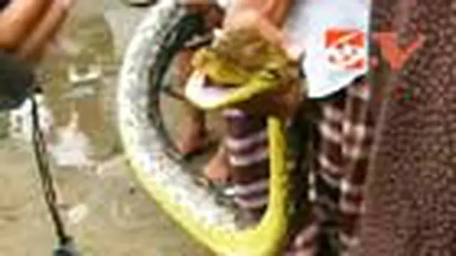 Ular Piton Pemangsa Ternak Ditangkap