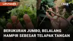 Sebuah belalang berukuran jumbo menarik perhatian