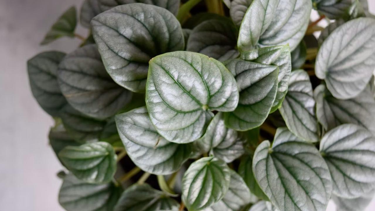 Peperomia Caperata