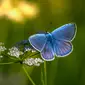 ilustrasi kupu-kupu biru (Erik Karits/Unsplash)