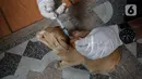 Dokter hewan dari Dinas Ketahanan Pangan dan Pertanian menyuntikkan vaksin rabies pada seekor kucing di Jakarta, Rabu (27/10/2021). Vaksin rabies untuk hewan peliharaan warga ini merupakan program Pemda untuk menjadikan kota Jakarta menjadi ramah hewan atau tanpa rabies. (Liputan6.com/JohanTallo)