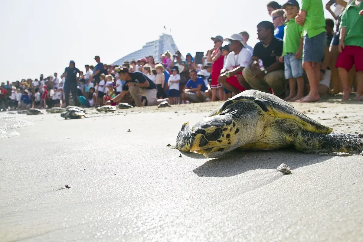 Serunya Bercengkrama dengan Penyu di Pulau Buatan Dubai