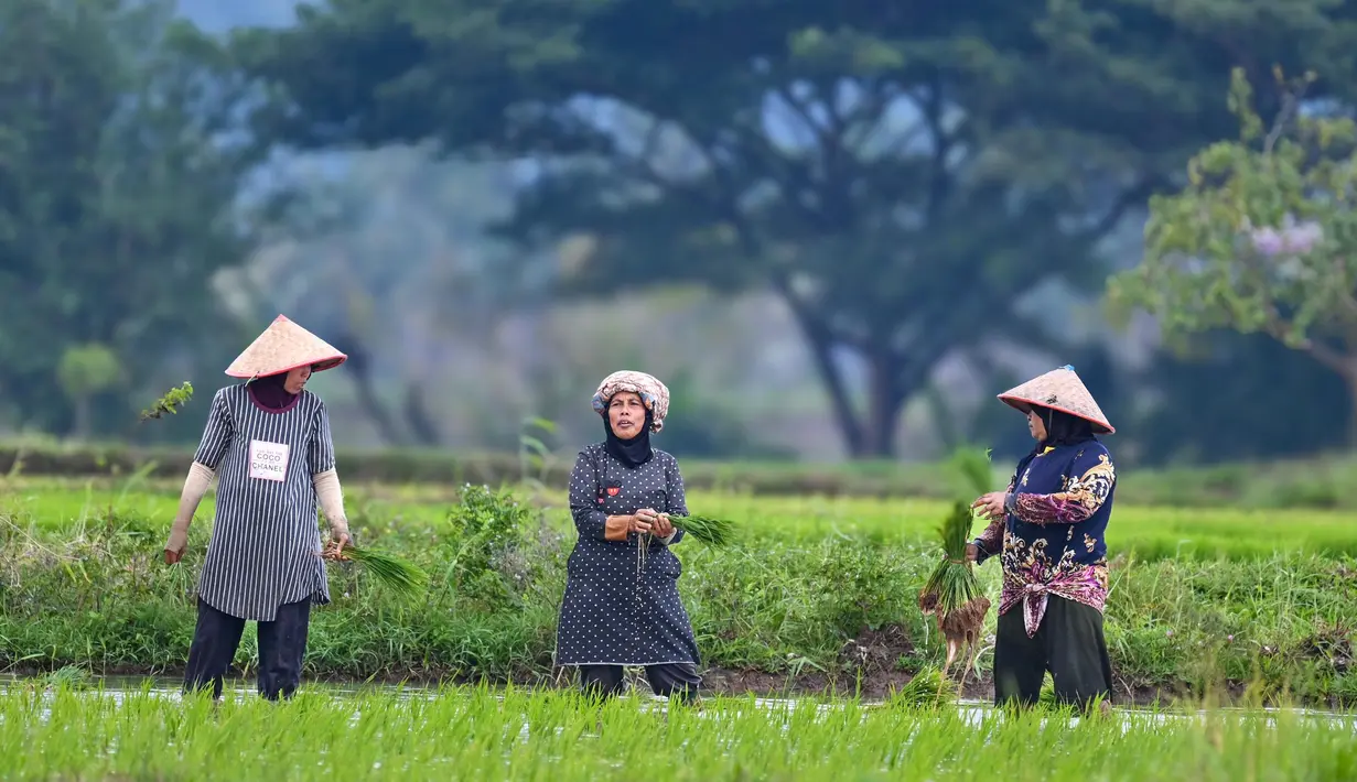 Guna mendukung pencapaian target produksi padi nasional pada 2025, pemerintah telah menganggarkan Rp12 triliun untuk pembangunan serta revitalisasi infrastruktur irigasi pertanian. (CHAIDEER MAHYUDDIN/AFP)