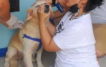 FOTO: Wujudkan Indonesia Bebas Rabies 2030, Anjing dan Kucing di Depok Divaksin Massal
