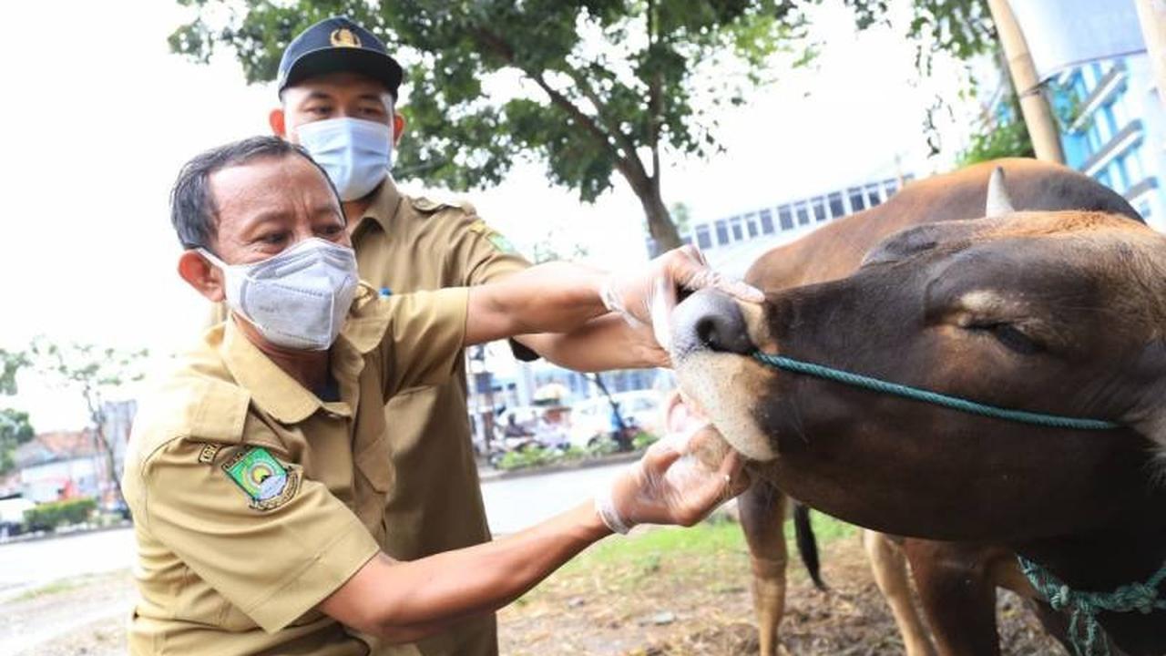 Pemeriksaan hewan kurban