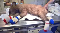 Bayi beruang betina terbaring di atas meja di Del Norte, Colorado, Amerika Serikat, Rabu (27/6). Kaki beruang terlihat diperban akibat terbakar saat kebakaran hutan terjadi di Colorado. (Joe Lewandowski/ Colorado Parks and Wildlife via AP)