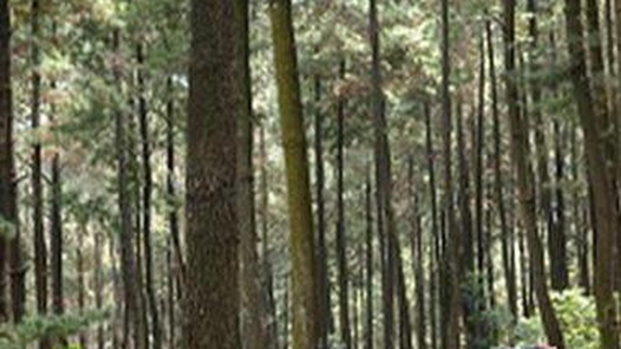 10 Wisata Bogor Sentul yang Seru dengan Panorama Cantik, Wajib Mampir
