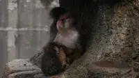 Jalan Adaptasi Punch ke Kawanan Monyet di Kebun Binatang Ichikawa Masih Panjang