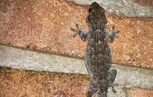 Mitos Menarik Seputar Tokek, Benarkah Tokek Masuk Rumah Jadi Pertanda Keberuntungan?