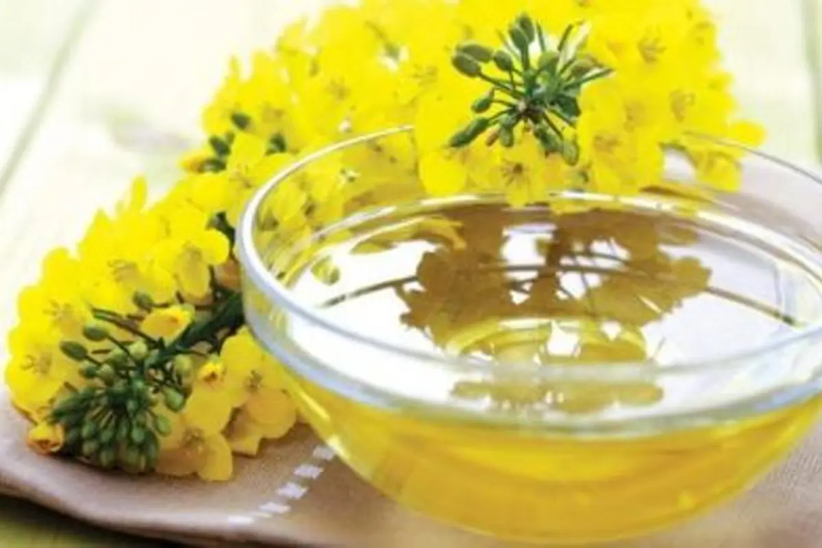 Manfaat Dahsyat Minyak Canola, Turunkan Berat Badan dan Lemak