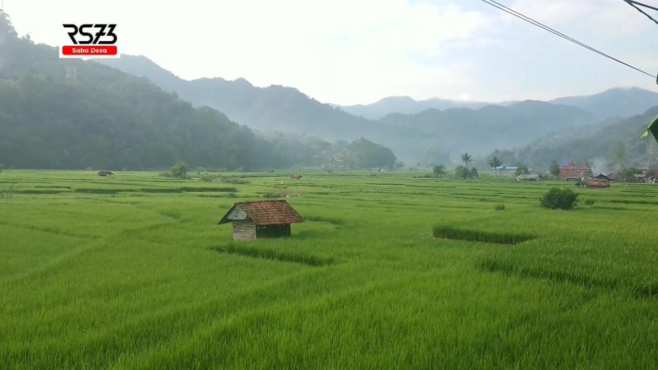 Melihat Sawah dari Dekat