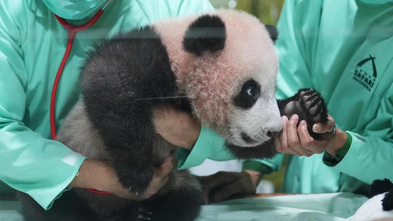 FOTO: Bayi Panda Rio Tumbuh Aktif  Menjelang Diperkenalkan ke Publik