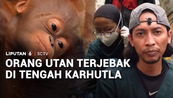 Penyelamatan Orang Utan Terjebak Api Karhutla