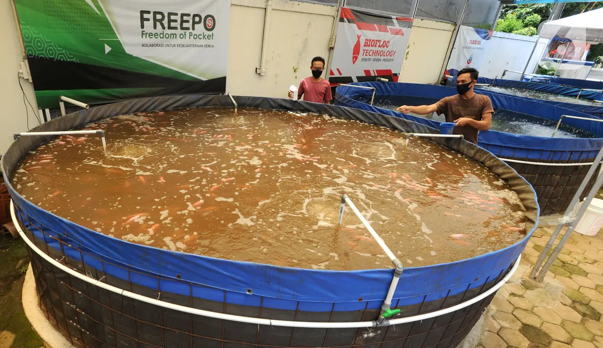 Petani memberi pakan pada ikan nila yang dibudidayakan dengan sistem bioflok di Rumah Al-Balat, Bojongsari, Depok, Kamis (18/2/2021). Paska anjloknya nilai beli masyarkat saat pandemi yang menyebabkan produksi ikan nila turun hingga 70 persen. (merdeka.com/Arie Basuki)