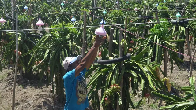 PLN Unit Induk Distribusi Jawa Timur melalui UP3 Banyuwangi gencarkan program Electrifying Majestic Banyuwangi untuk menjadikan listrik sebagai pendorong kegiatan ekonomi di berbagai segmen masyarakat.