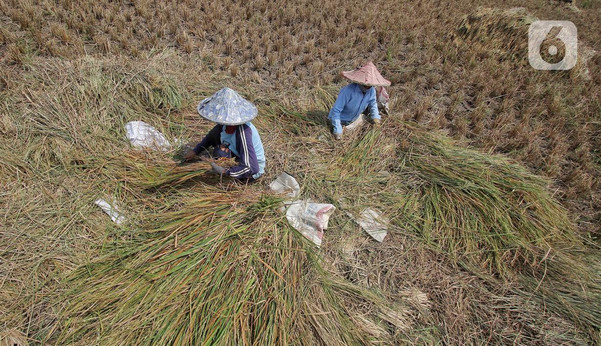 Menurut para petani padi di kawasan tersebut harga gabah kering pada musim panen saat ini mengalami kenaikan harga. (Liputan6.com/Angga Yuniar)