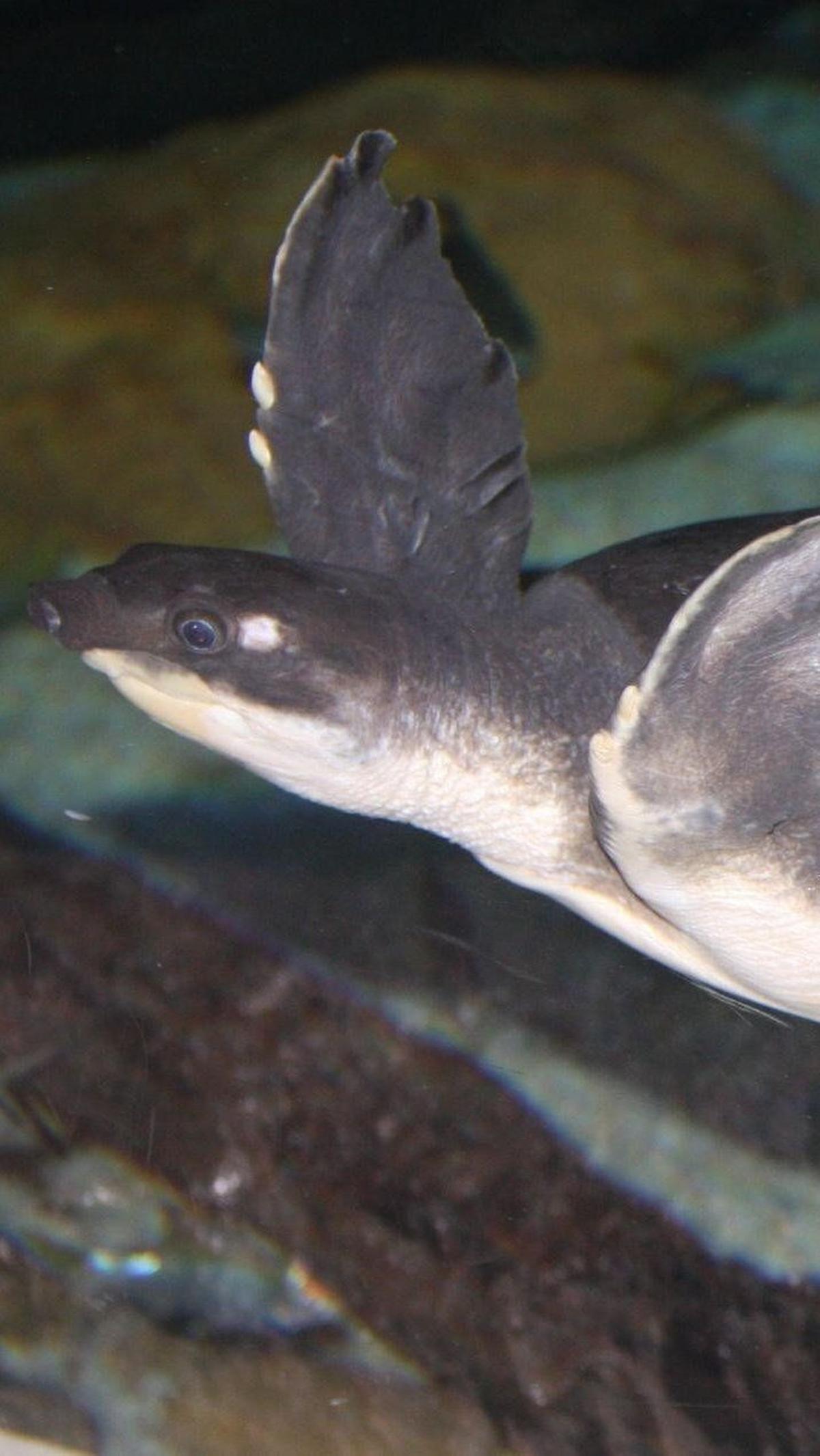 4. Kura-kura Moncong Babi (Carettochelys insculpta)