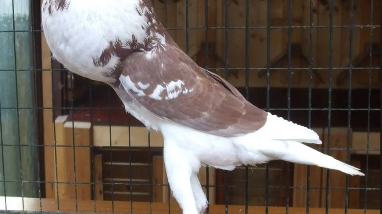 Merpati English Pouter yang dijuluki "Chad Pigeon" di dunia maya